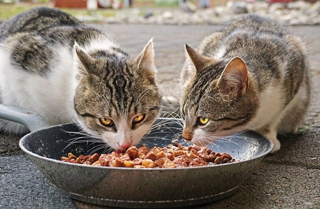 comida humeda o seca para gatos cual es mejor