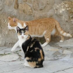 ¿Qué significan los maullidos de gato? Descubre qué tratan de decirte