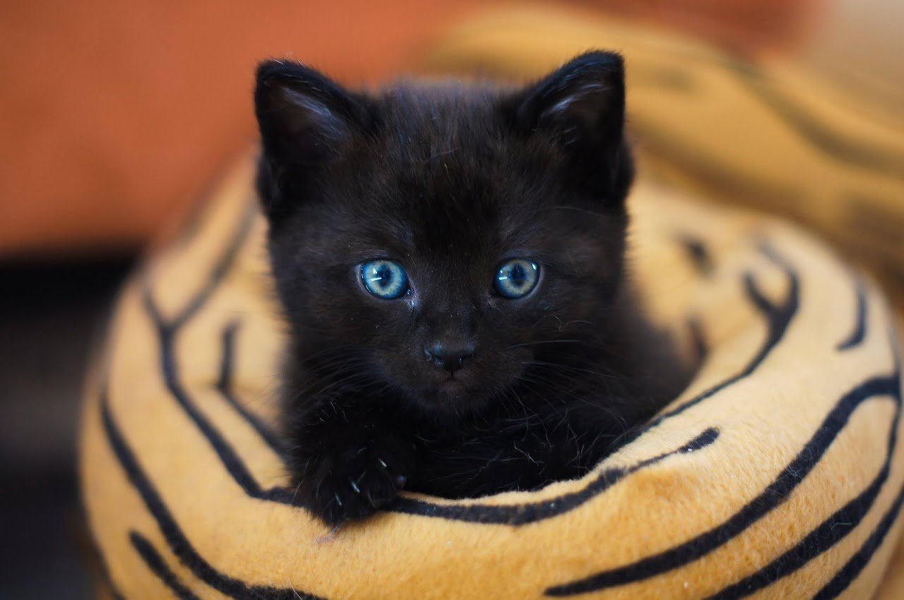 nombres para gatos hembra negras